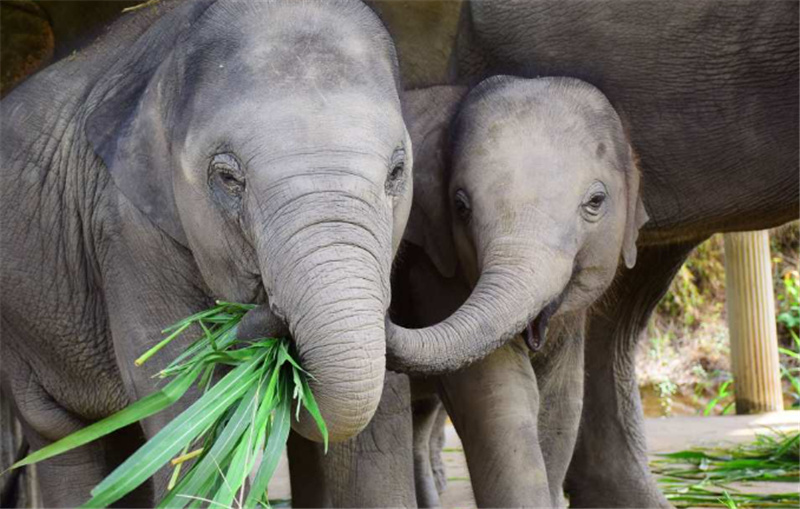태국 치앙마이 코끼리 보호센터 반일투어 (Chiang Mai Elephant Retirement Park) - 상세 이미지 3