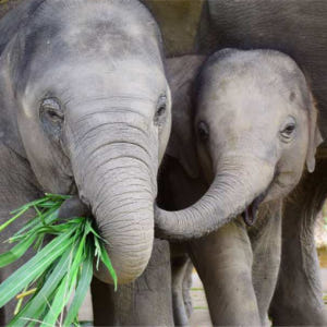 태국 치앙마이 코끼리 보호센터 반일투어 (Chiang Mai Elepha... 솔직 후기 | 실사용자 리뷰 분석 - 상품 이미지 3