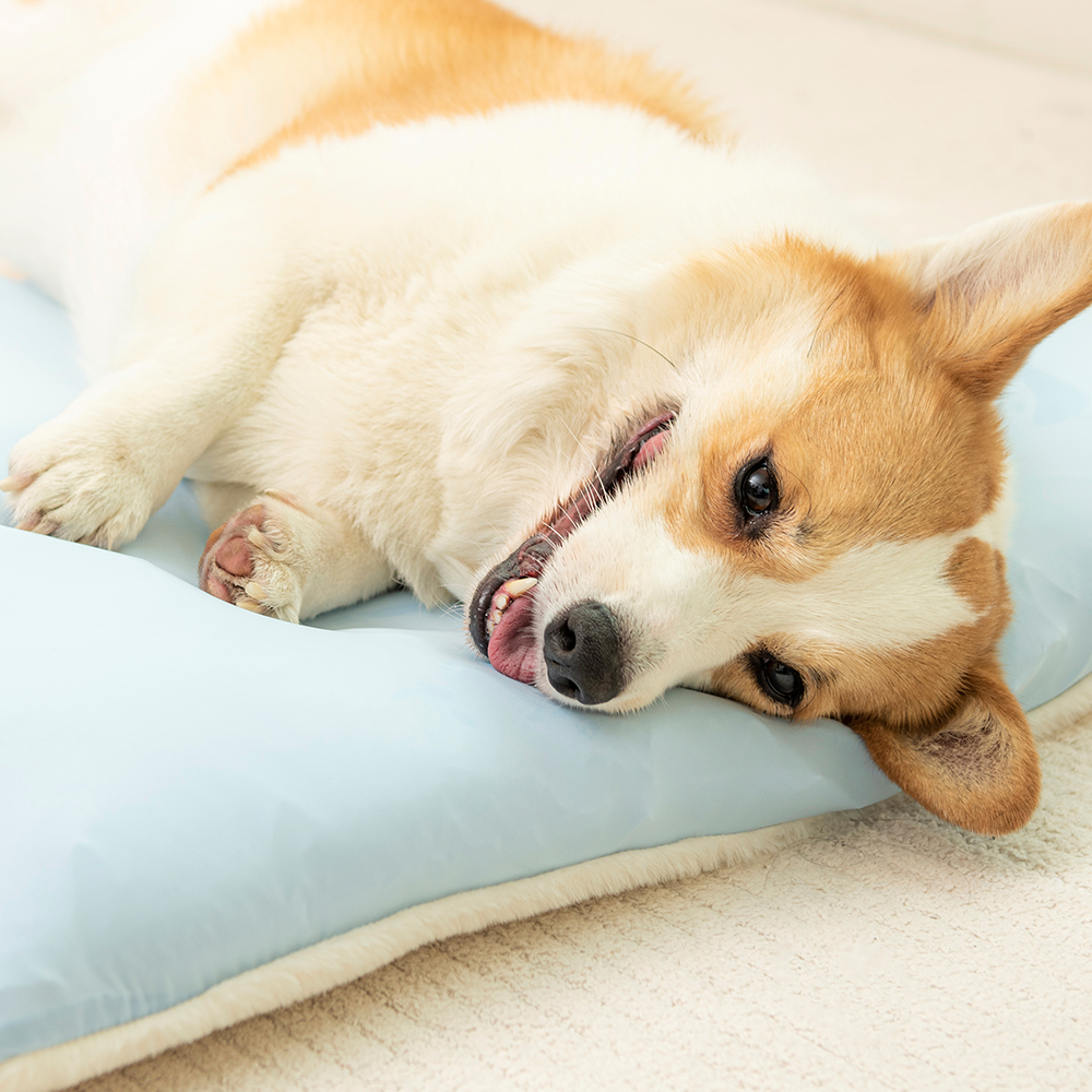 펫트리움 사계절 양면방석 강아지 고양이 방석 쿠션  커버분리가능 - 상세 이미지 2