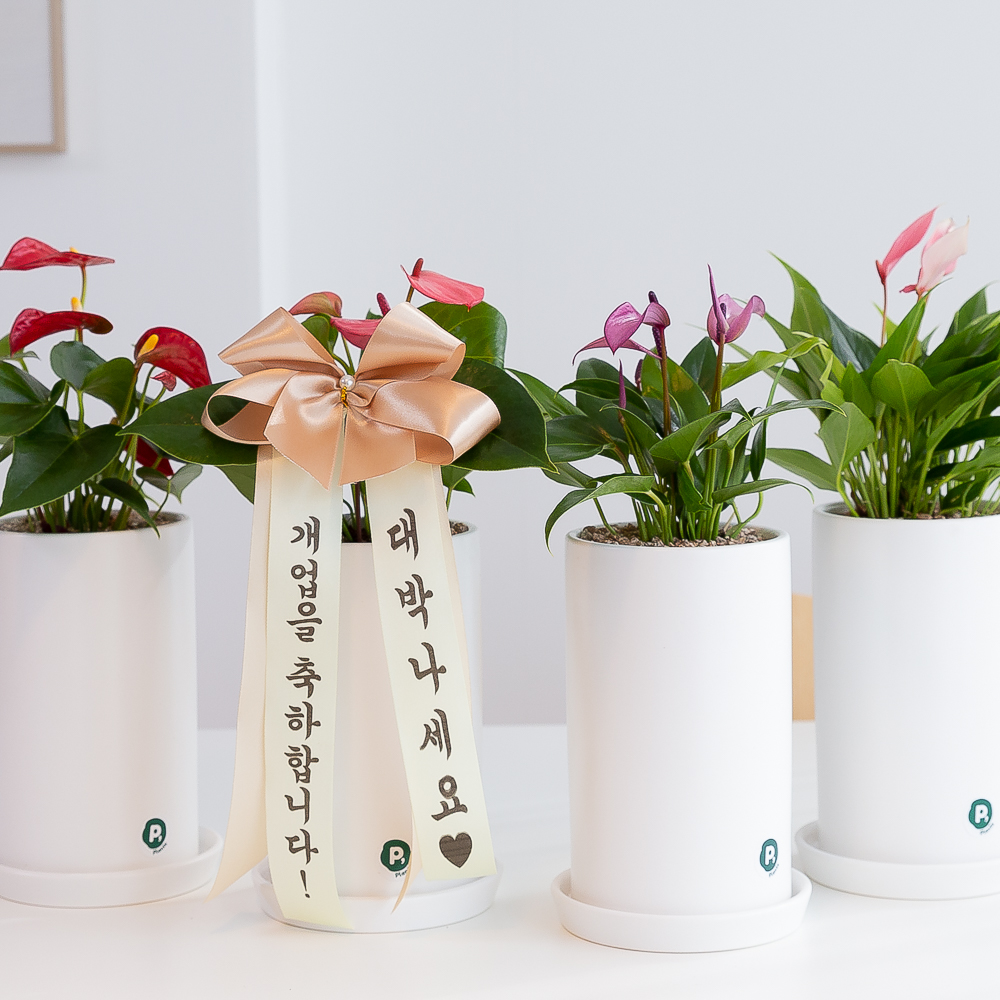 안스리움 개업 화분 꽃배달 사무실 카페 식당 축하 화환 승진 꽃식물