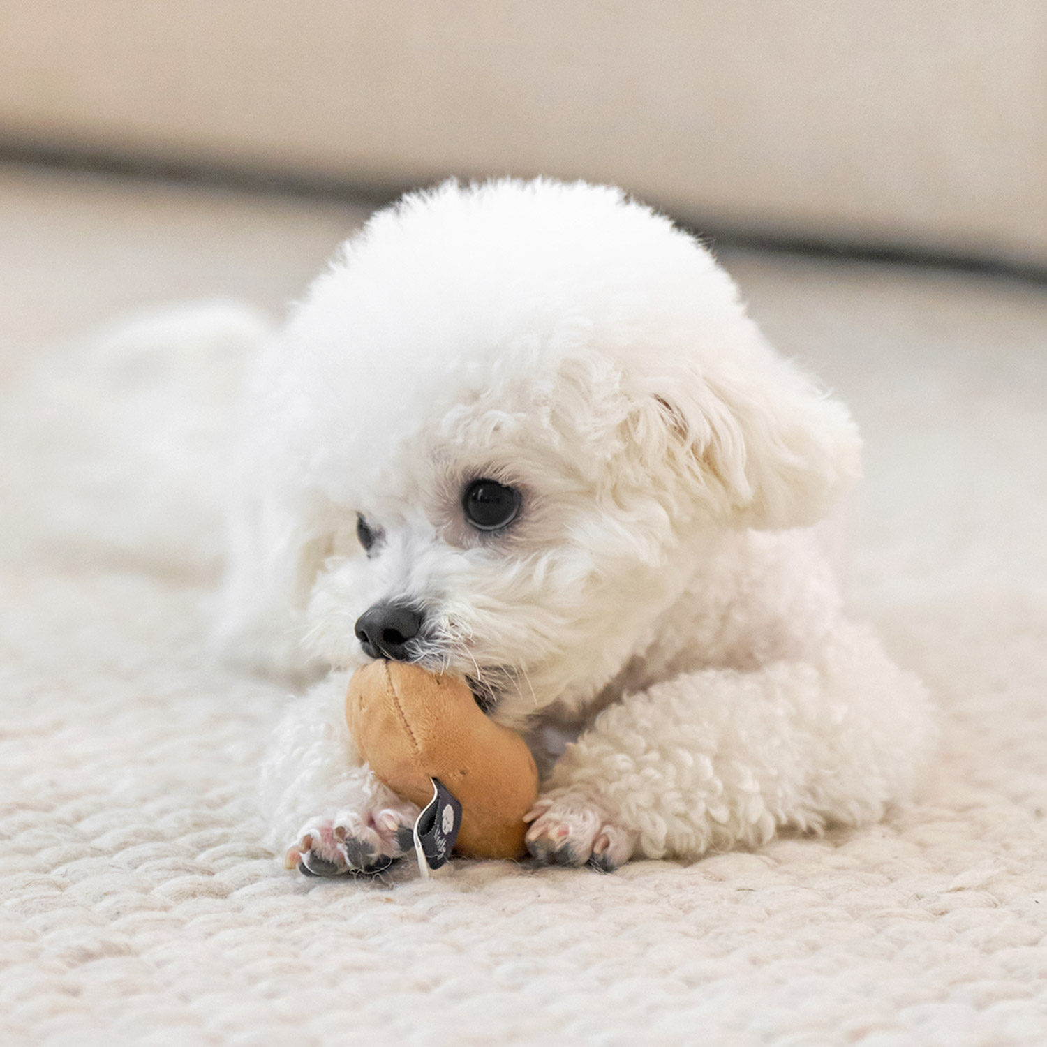 울리 찐 간식 강아지 장난감 세트 삑삑이 바스락 인형