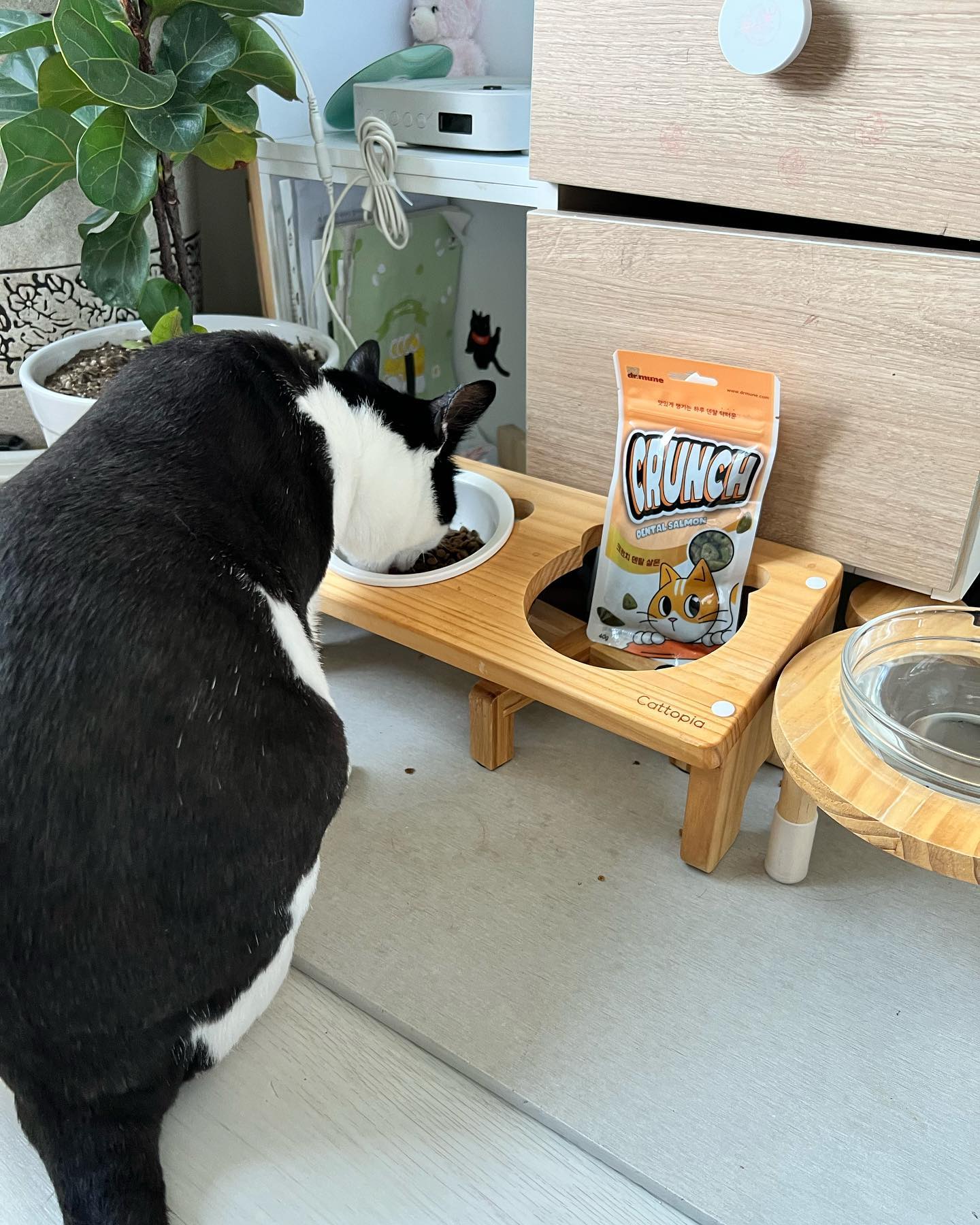 닥터뮨 쿠앙 크런치덴탈 덴탈 고양이 이빨과자 치석 치태 입냄새 연어, 40g, 3개 이미지 4