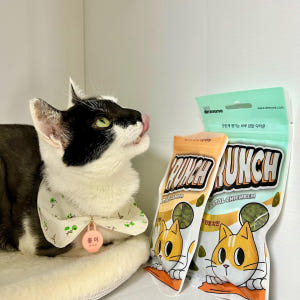 닥터뮨 쿠앙 크런치덴탈 덴탈 고양이 이빨과자 치석 치태 입냄새 연어, 4... 솔직 후기 | 실제 사용자 리뷰 총정리 - 상품 이미지 3