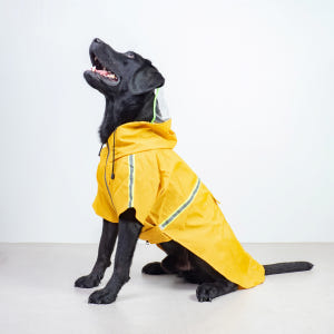 중형견우비 강아지 비옷 레인코트 판초 진돗개 XL 솔직 후기 | 실제 사용자 리뷰 총정리 - 상품 이미지 3
