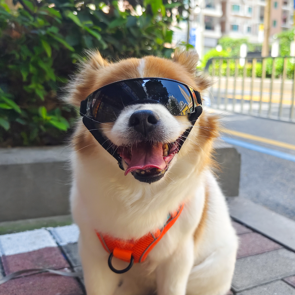 퍼플펫 강아지 고글 선글라스 소형견 중형견 UV 차단 애견 도글라스 안경 댄디 고글 중형 - 상세 이미지 2