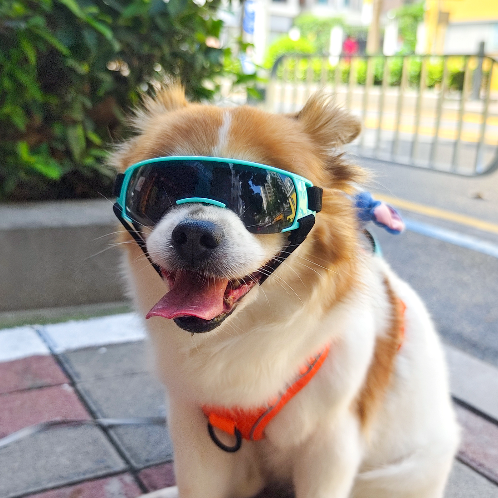 퍼플펫 강아지 고글 선글라스 소형견 중형견 UV 차단 애견 도글라스 안경 댄디 고글 중형 - 메인 이미지