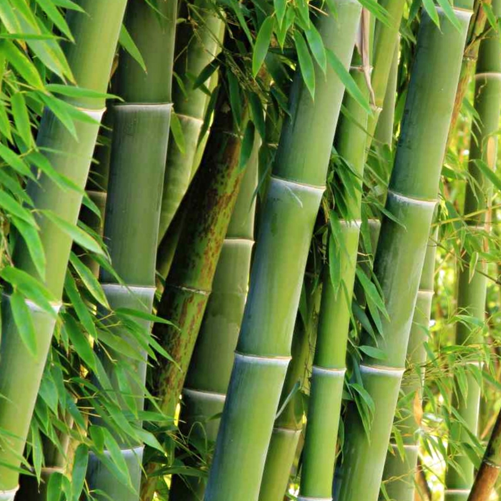 백세건강 춘향이 왕대자리 퀸 천연 대나무돗자리 대나무자리 매트 침대