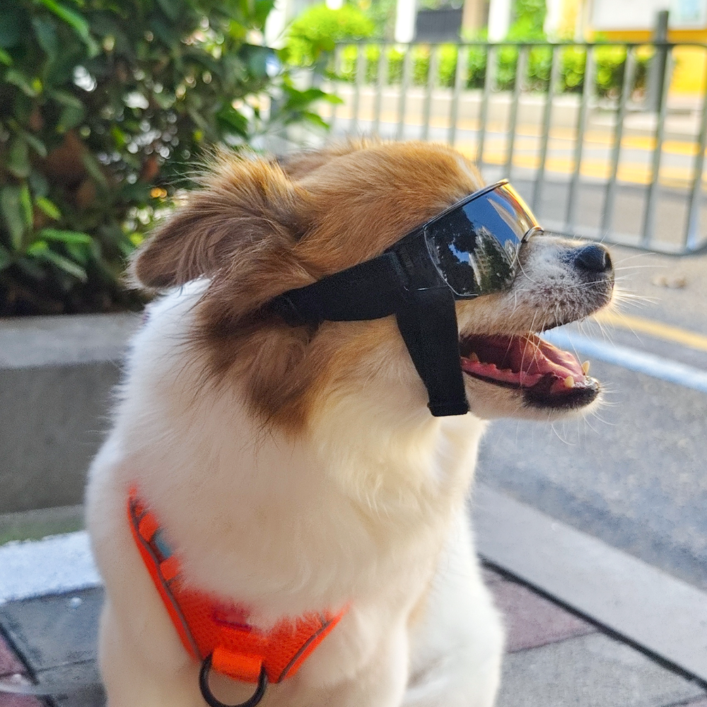 퍼플펫 강아지 고글 선글라스 소형견 중형견 UV 차단 애견 도글라스 안경 댄디 고글 중형 - 상세 이미지 5