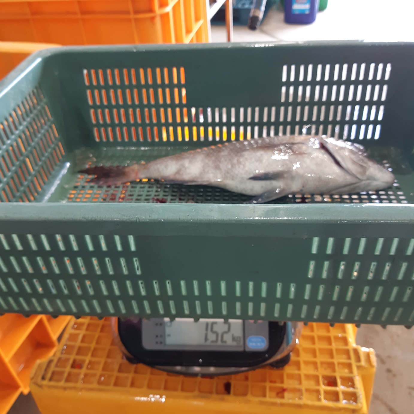 (산지직송) 주문즉시 손질 참돔 1.5kg 이미지 7