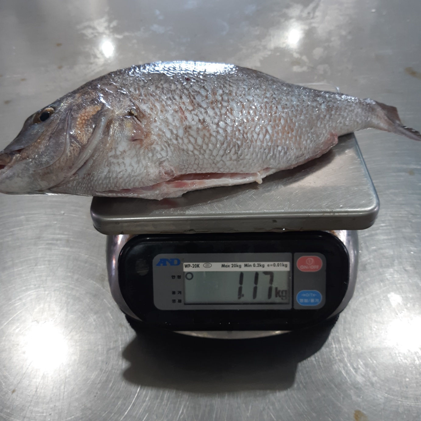 (산지직송) 주문즉시 손질 참돔 1.5kg 이미지 6