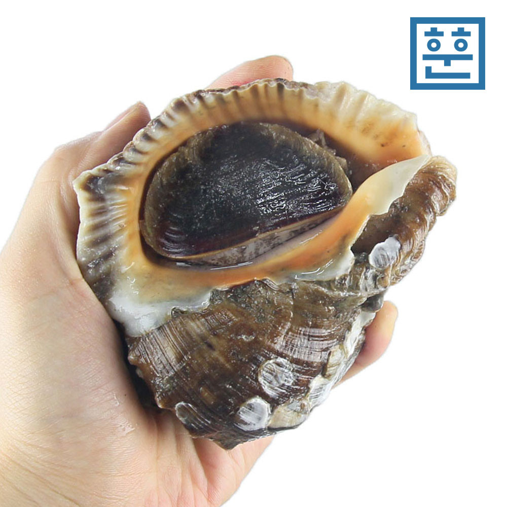 자연산 참소라 1kg 소라 - 상세 이미지 2