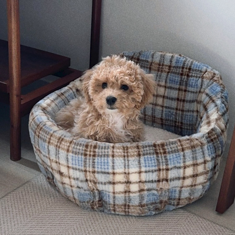 가티가티 고양이방석 쿠션 강아지 화이트로즈