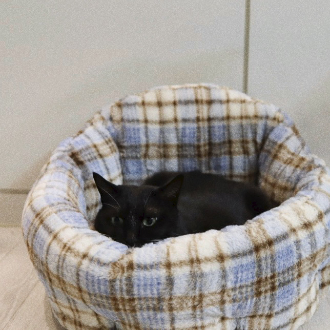 가티가티 고양이방석 쿠션 강아지 화이트로즈