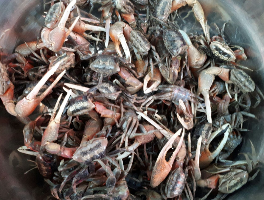 농게 활농게 1kg 농개 뻘농게 농게장 농게간장게장 능쟁이 붉은발농게(조업당일발송상품)