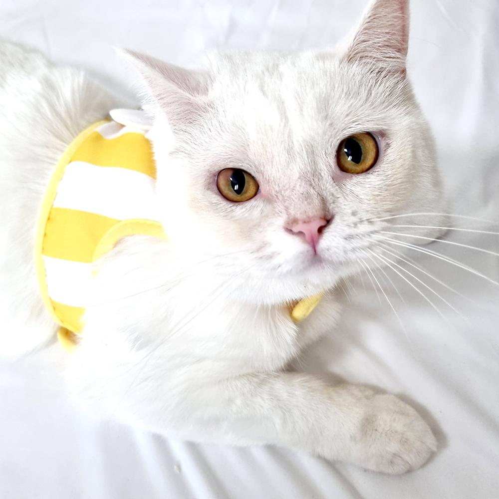 나마스펫 스마일 플라워 강아지 하네스 리드줄 세트 가슴줄 애견 반려견 소형견 중형견