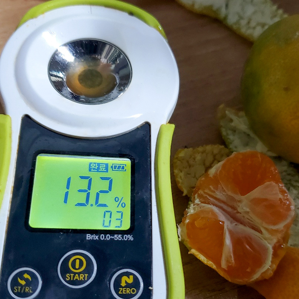 프레쉬하임 제주도 서귀포 고당도 황금향 청귤 노지 타이벡 하우스 감귤 귤 1Kg 산지직송 - 상세 이미지 5