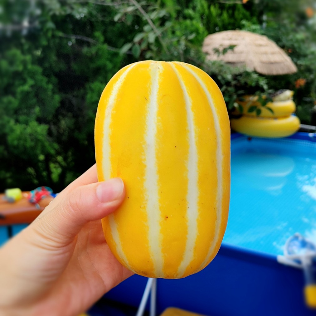 유기농 참외 2kg 3kg 9월수확 아삭아삭 당도좋음