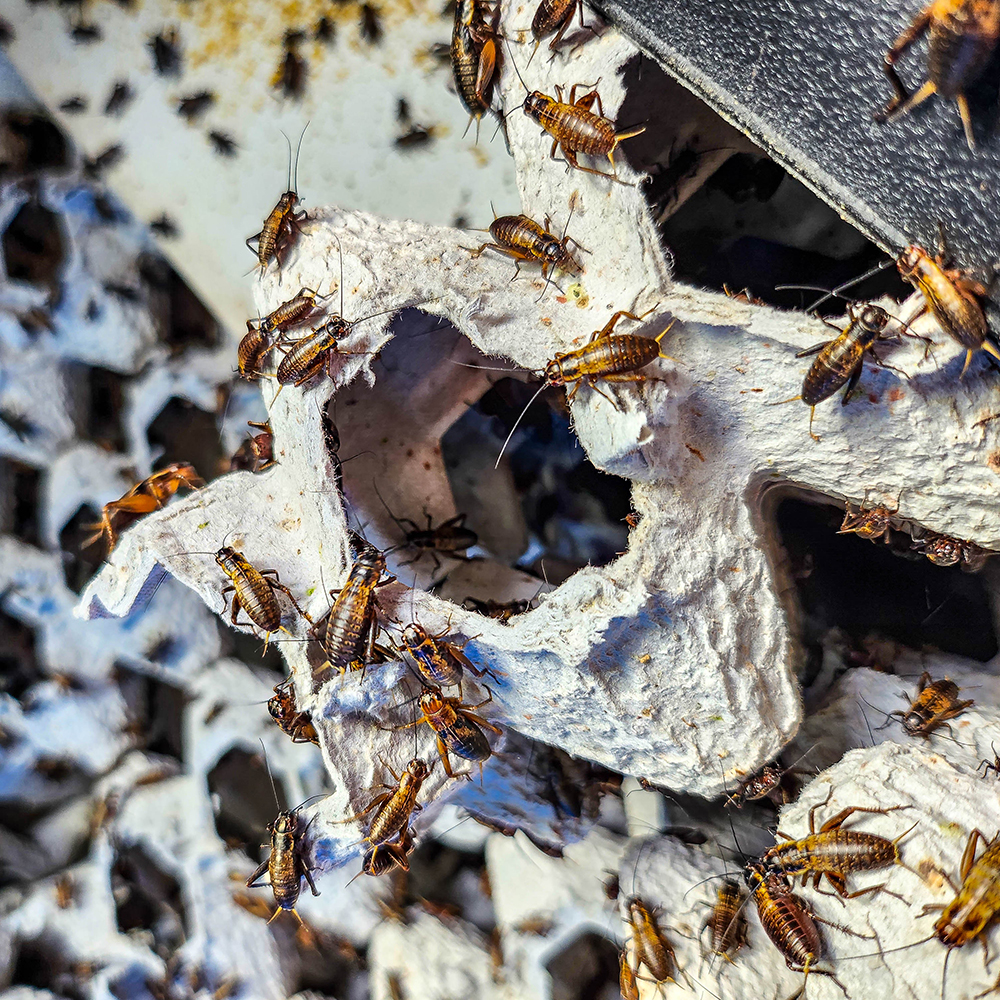 귀뚜라미 쌍별귀뚜라미 게코 도마뱀 먹이 보온포장