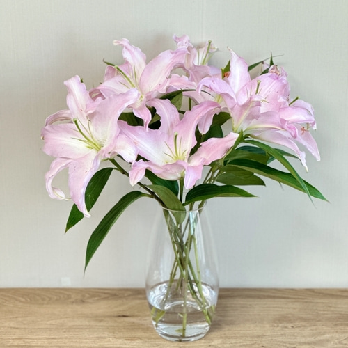 백합꽃 생화 쉐라 시베리아