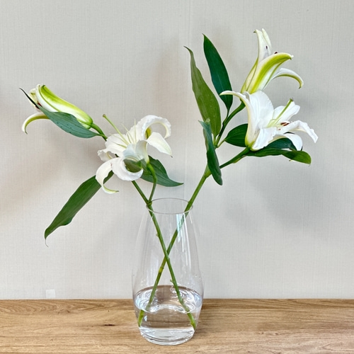 백합꽃 생화 쉐라 시베리아