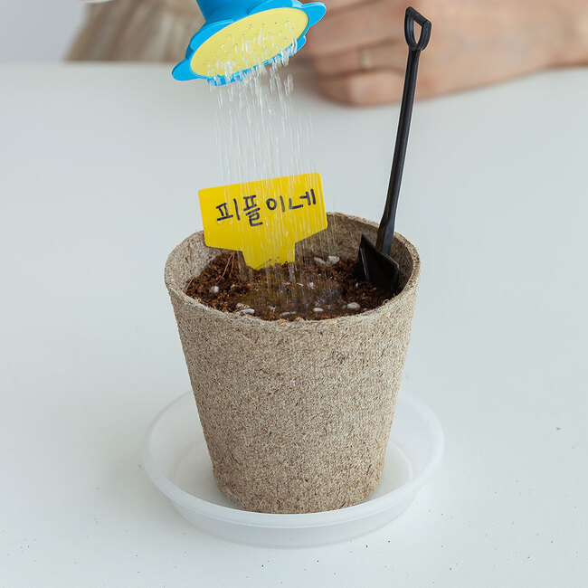 강낭콩 한컵화분 씨앗 새싹 재배 키우기 세트 DIY 키트 - 상세 이미지 2