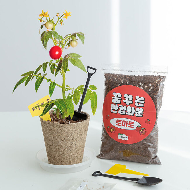 방울토마토 한컵화분 씨앗 새싹 재배 키우기 세트 DIY 키트