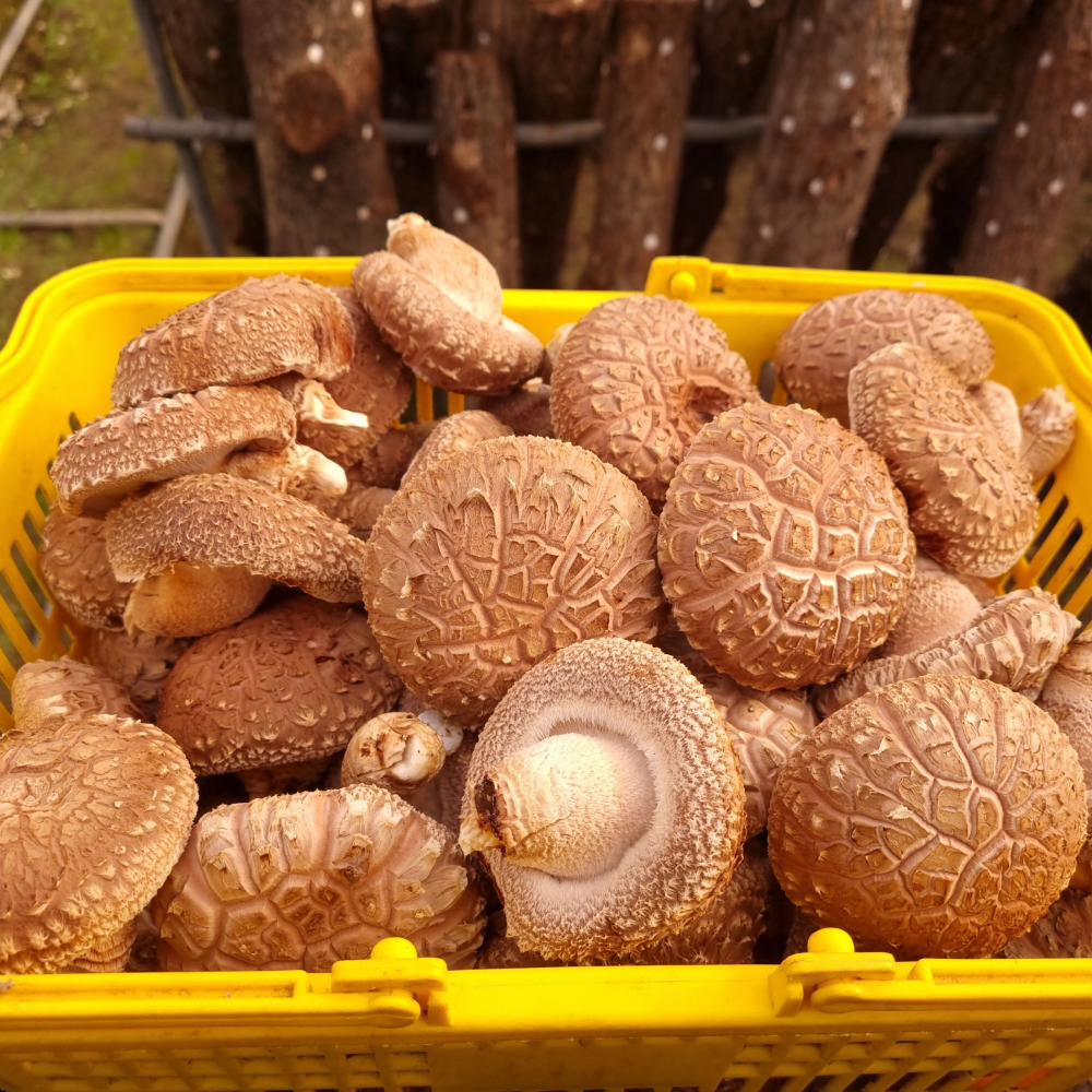 표고버섯 선물세트 흑화고 500g - 상세 이미지 4