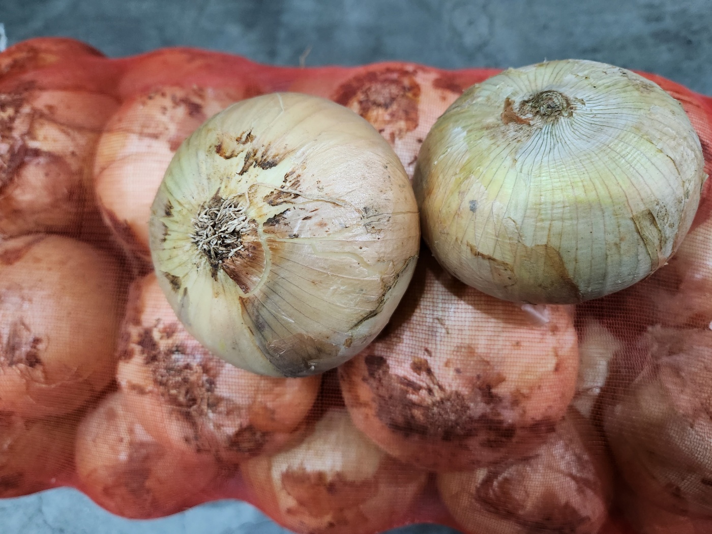 국내산 흰 햇 양파 10kg 장아찌 피클 조림 카레 스프 국 - 상세 이미지 2