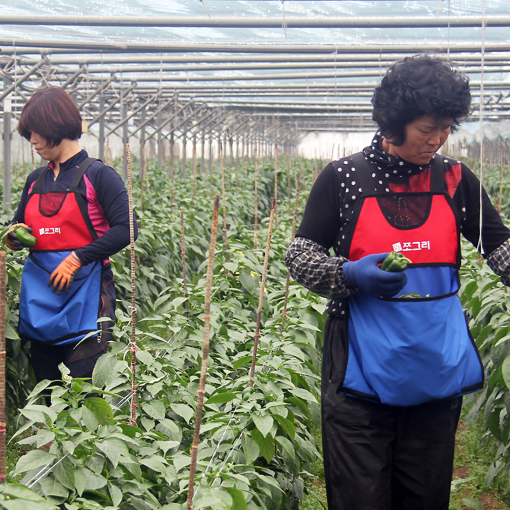 밤, 대추, 고추, 과일 약초 나물 고사리 옥수수 매실 수확에 좋은 농사 앞치마