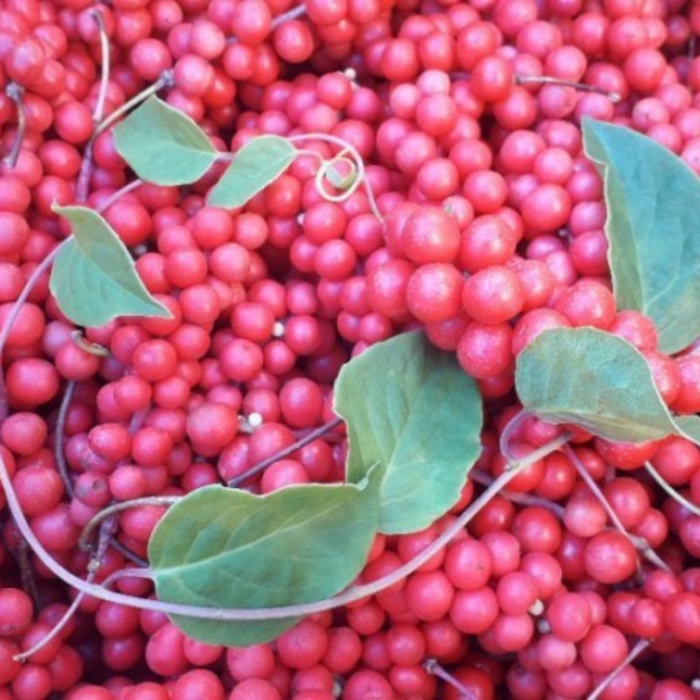 인제 오미자청 원액 오미자엑기스 750ml 1병 임산부 선물 즙 진액 효소 만들기 효능