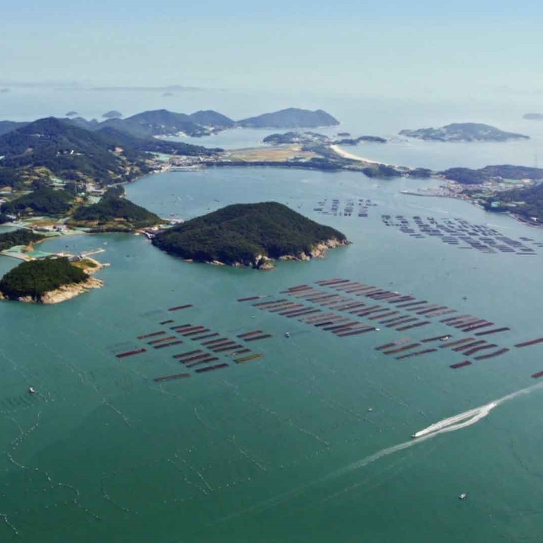 [최상급] 완도 지주식 곱창김 곱창돌김 잇바디돌김 50개입, 1개 - 상세 이미지 4