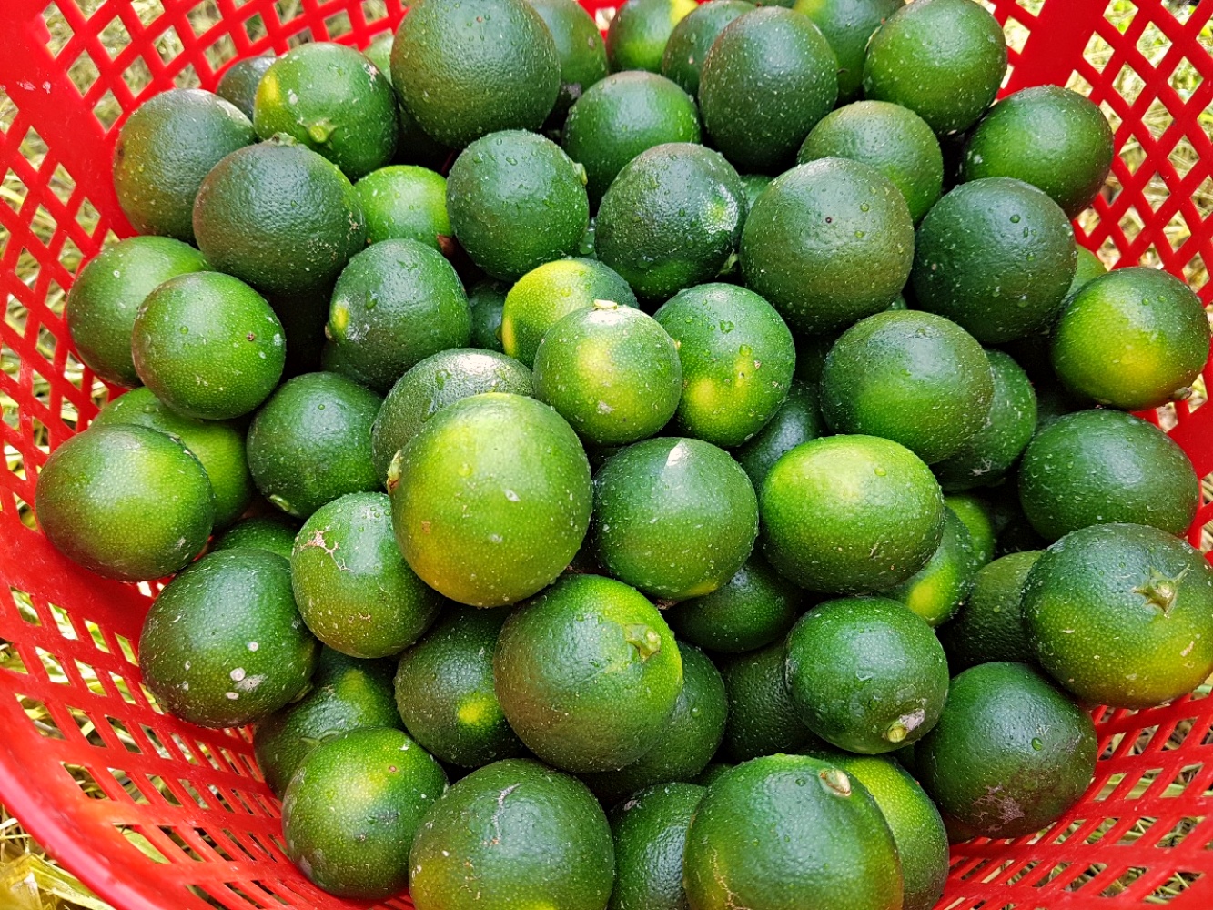 청귤 풋귤 초록귤 2kg 3kg 5kg 10kg 혼합 로얄과 가정용 제주 산지직송 이미지 7