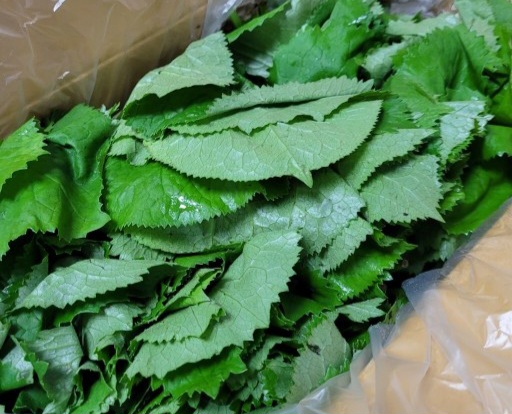 (완판)강원도 고랭지 연한 곰취나물 토종생곰취 1kg - 상세 이미지 2
