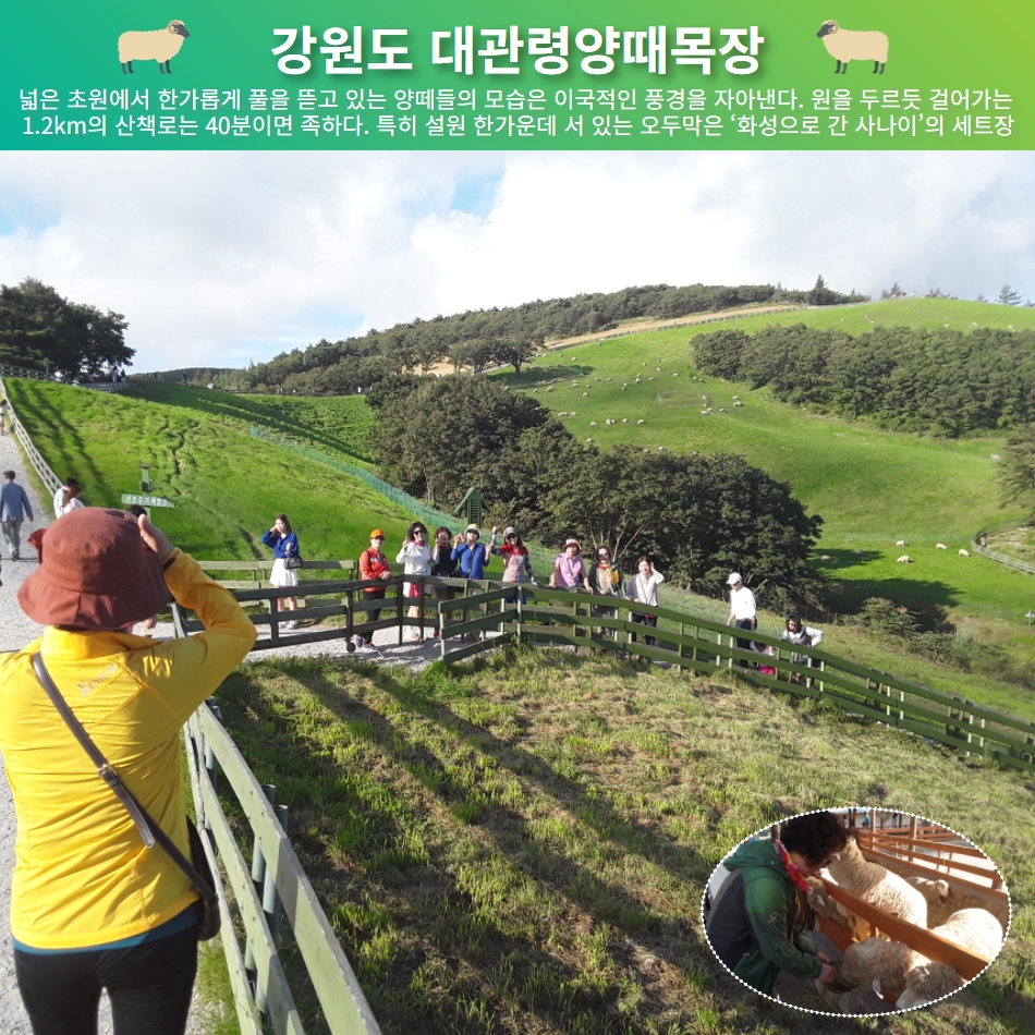 [울산출발버스여행] 가을 봉평메밀꽃밭과 대관령양때목장 삼척해상케이블카 이미지 8