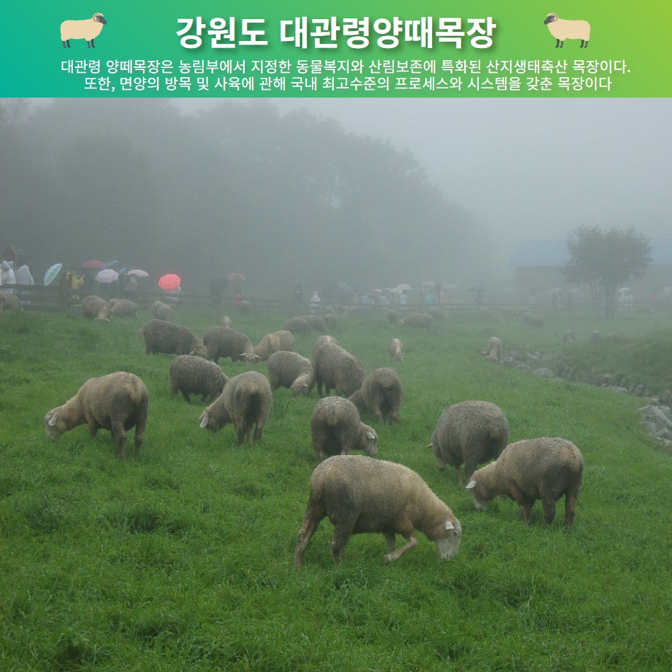 [울산출발버스여행] 가을 봉평메밀꽃밭과 대관령양때목장 삼척해상케이블카 이미지 7