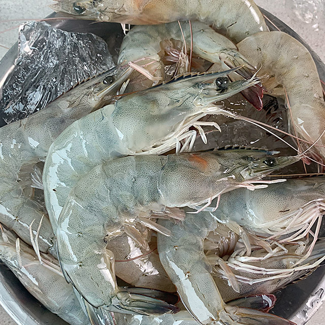 국산 제철 흰다리새우 1kg 생새우 왕새우 활새우 - 상세 이미지 2