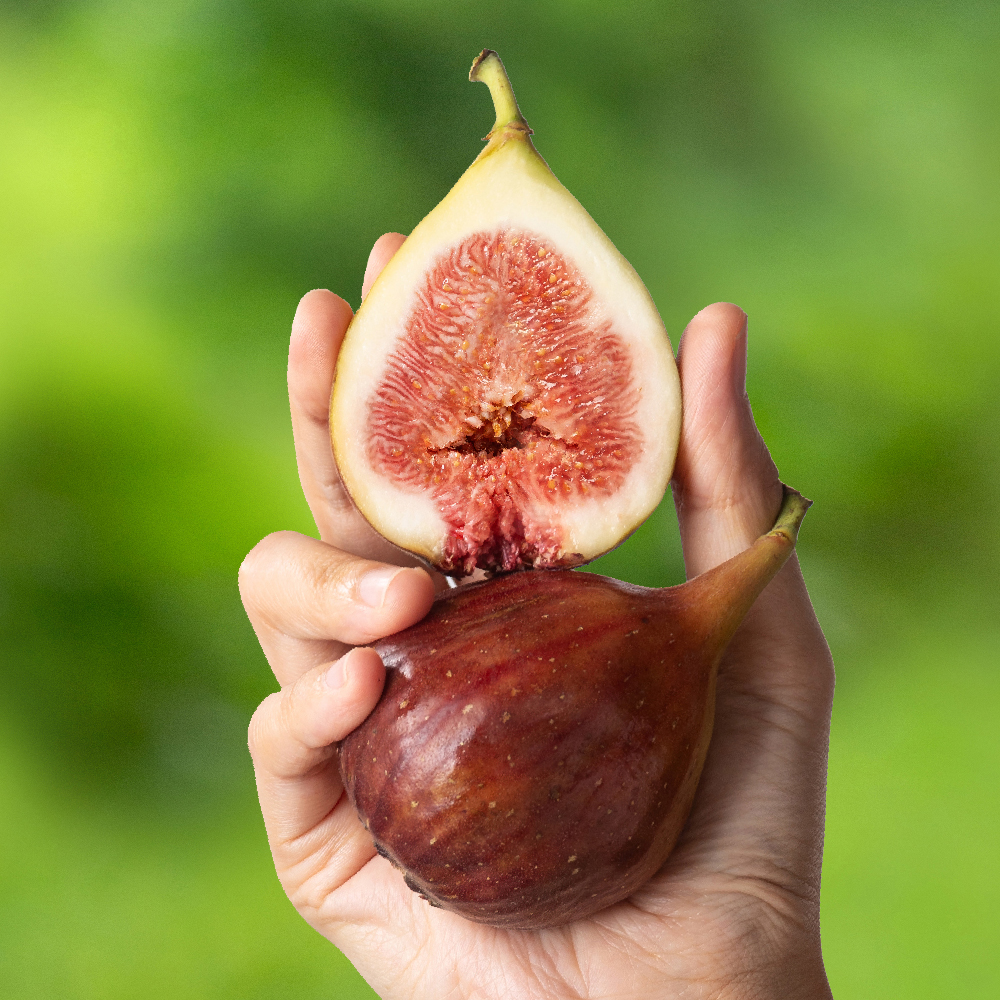 GAP 제철 무화과