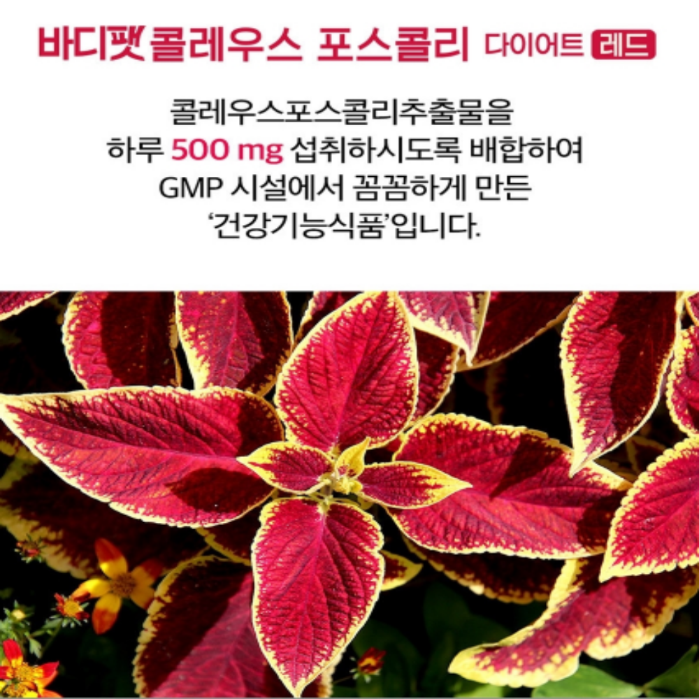 콜레우스포스콜리 다이어트 체지방감소 비타민B - 상세 이미지 5