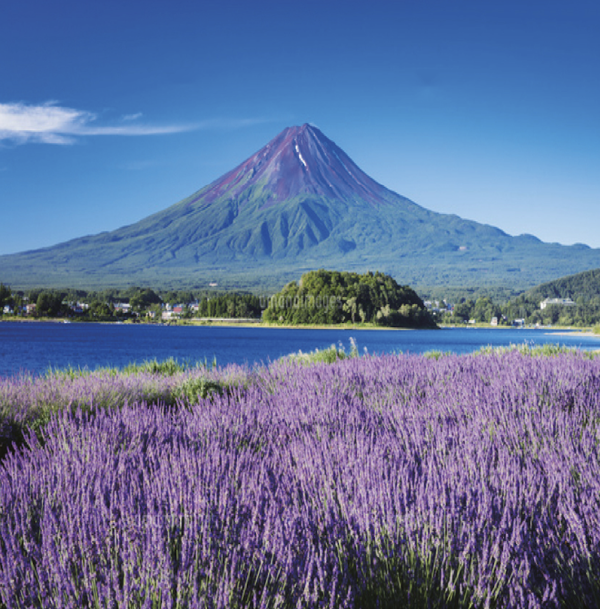 도쿄 후지산 포토스팟 가와구치코 오이시&센겐 공원&오시노 핫카이&로손 편의점 1일 버스투어