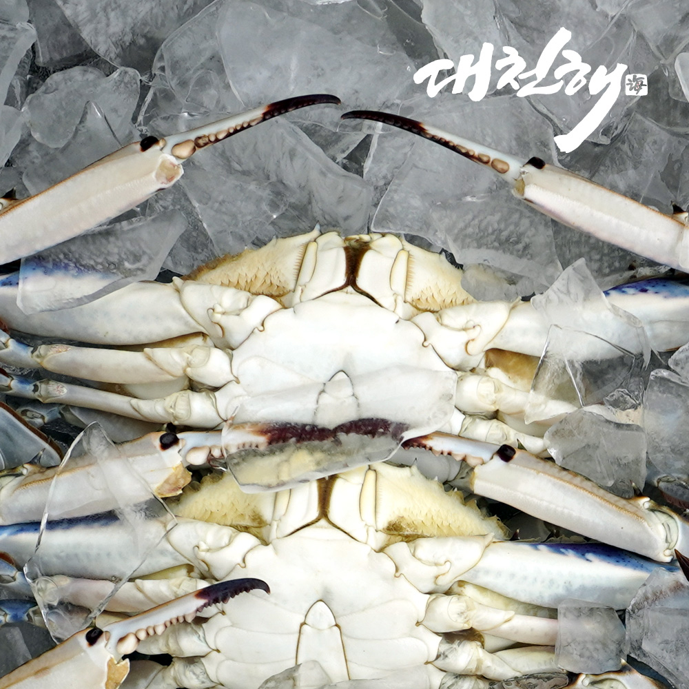 당일조업 서해안 가을꽃게 생물 2kg 얼음포장