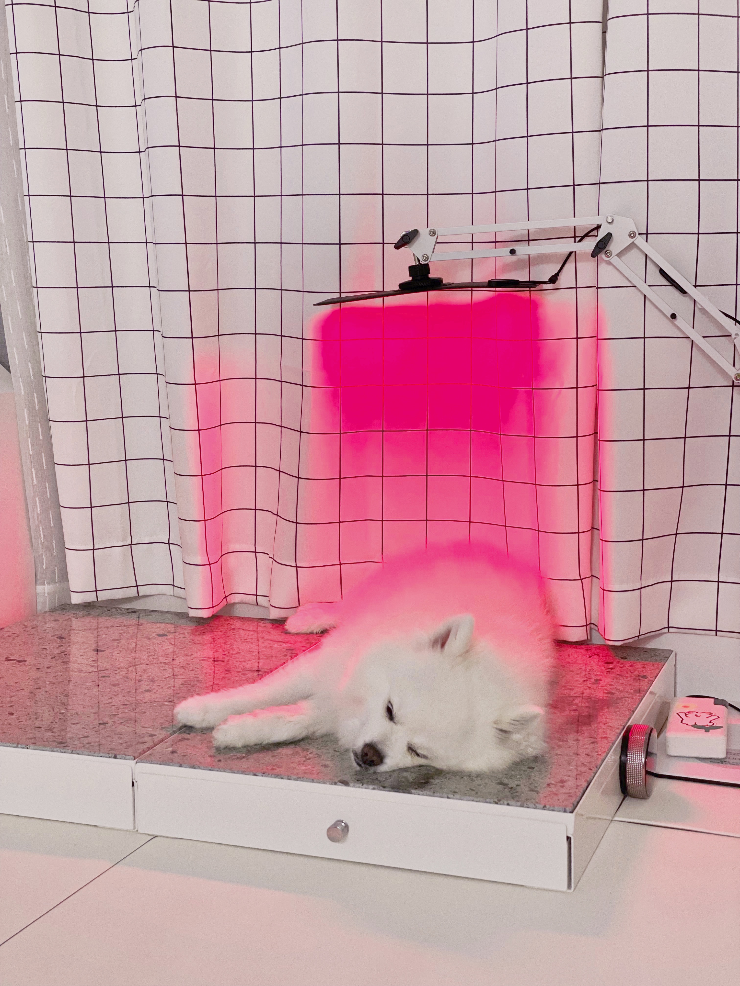아픈 강아지 고양이 피부병 슬개골탈구 책임지는 근적외선 치료기 펫스니즈- 닥터펫 펫큐어레이 이미지 7