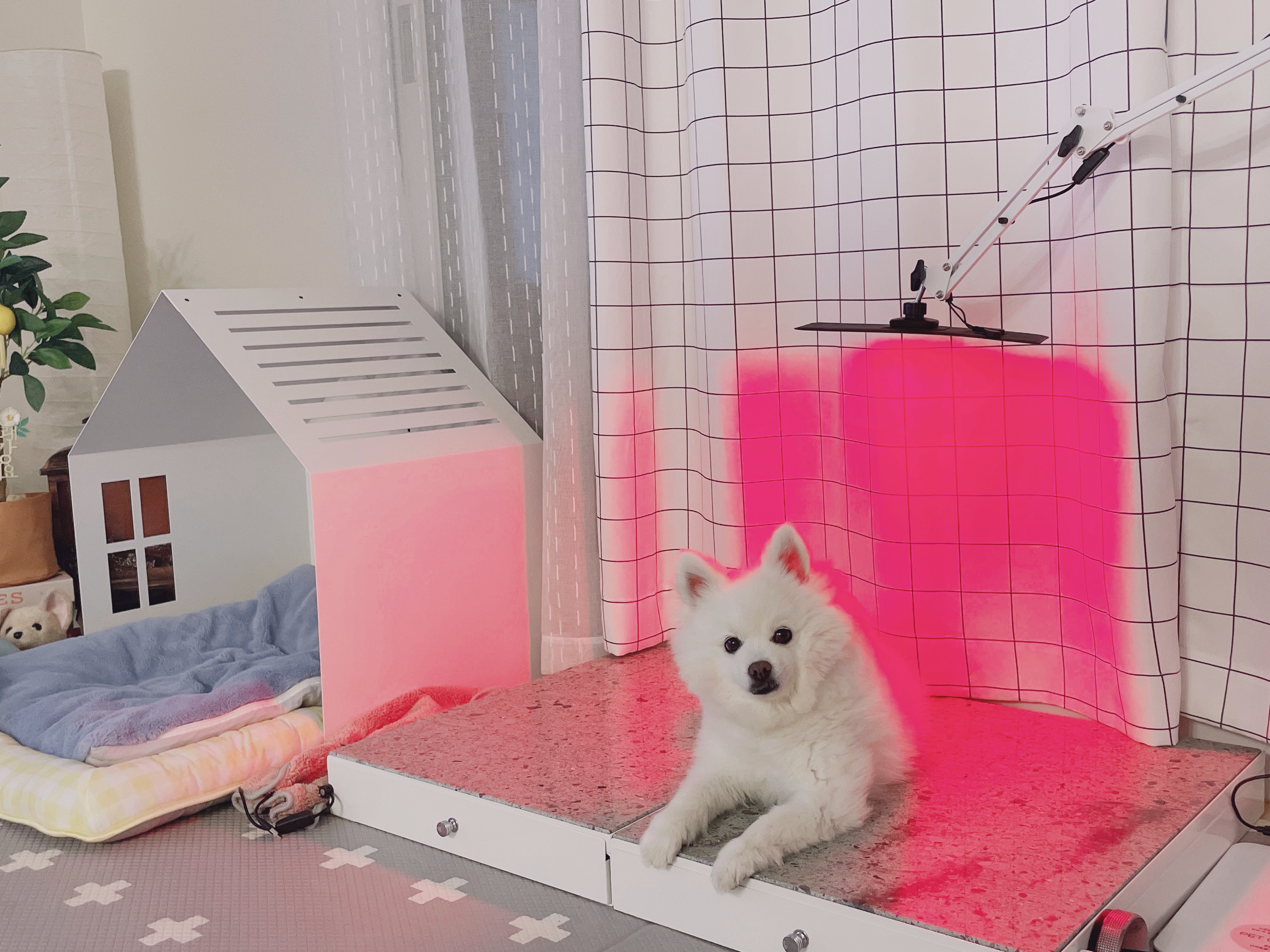 아픈 강아지 고양이 피부병 슬개골탈구 책임지는 근적외선 치료기 펫스니즈- 닥터펫 펫큐어레이 - 상세 이미지 4