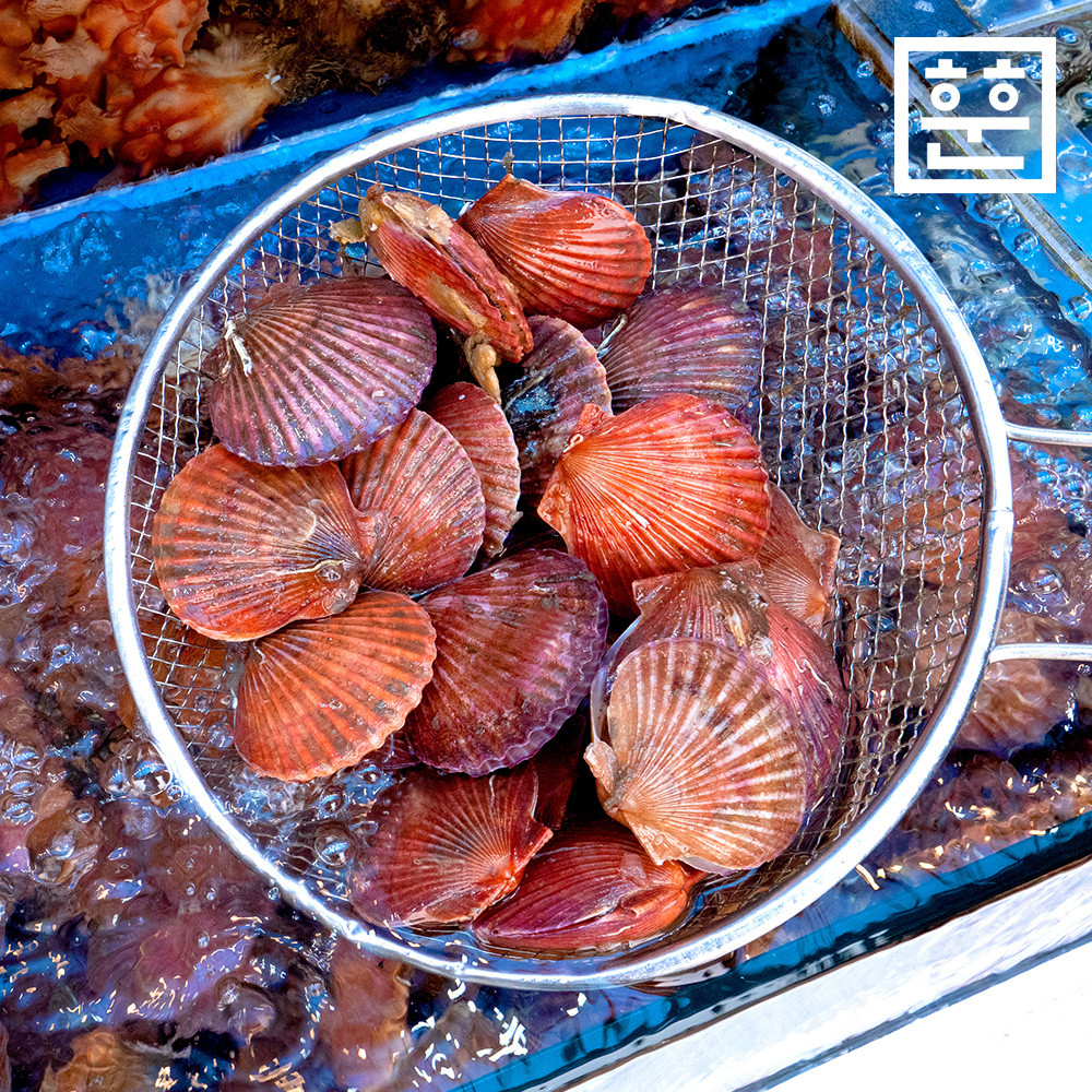 통영 홍가리비 비단가리비 1kg - 상품 이미지