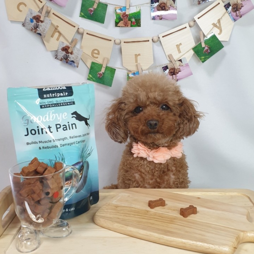 강아지 관절 영양제 슬개골 탈구 약 조인트