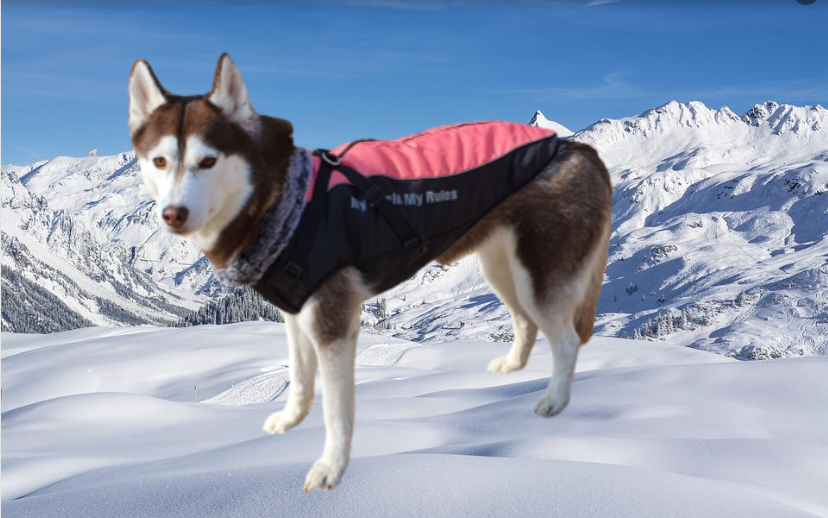 대형견패딩 강아지 애견 패딩 조끼 패딩하네스 xl