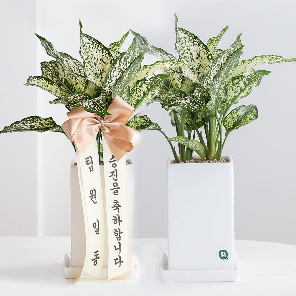 스노우사파이어 승진화분 승진축하 영전 키우기쉬운 음지식물 반려식물인테리어 플랜테리어중소형