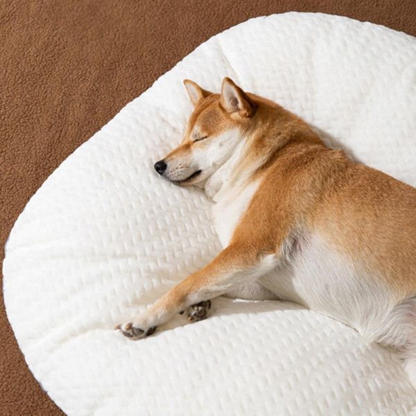 댕댕이꿀잠방석 강아지 야옹이 고양이 냥이 침대 숙면 꿈나라 쿠션 방석 : 난이마트