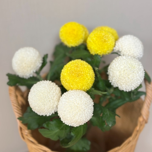 리틀캠든 퐁퐁국화 한다발 이미지 2