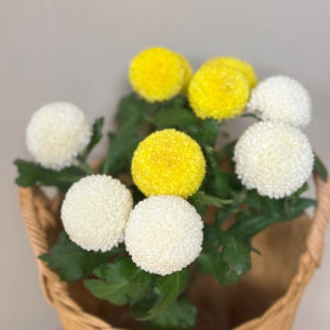 리틀캠든 퐁퐁국화 한다발 솔직 후기 | 실사용자 리뷰 분석 - 상품 이미지 2