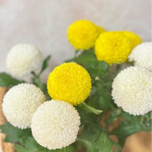 리틀캠든 퐁퐁국화 한다발 솔직 후기 | 실사용자 리뷰 분석 - 상품 이미지 1